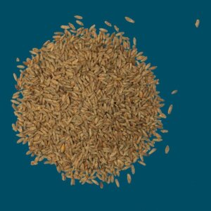 Crisp - Rye Malt - 25kg Bag Unmilled