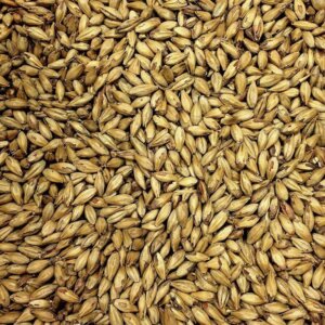 Black Swaen© Honey Biscuit – 25kg Bag Unmilled