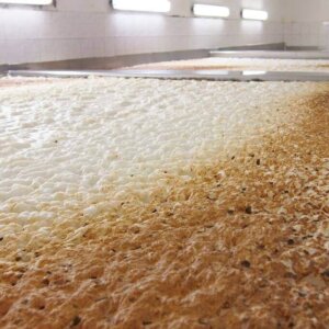 Brewing Yeast