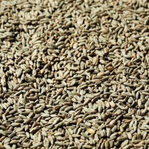 Swaen - Rye Malt – 25kg Bag Unmilled