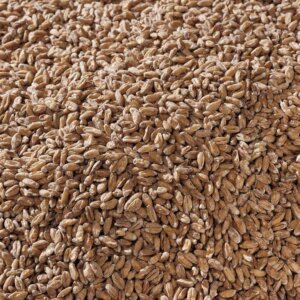 Swaen© Spelt – 25kg Bag Unmilled